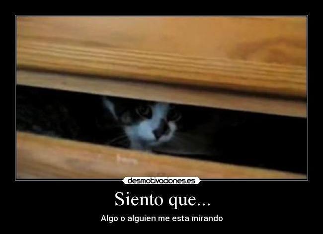 carteles gato intruders desmotivaciones