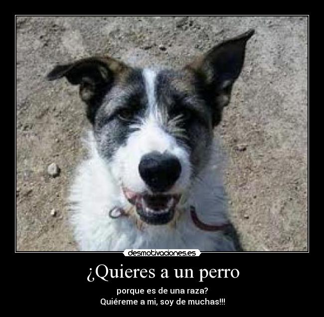 ¿Quieres a un perro - porque es de una raza?
Quiéreme a mi, soy de muchas!!!