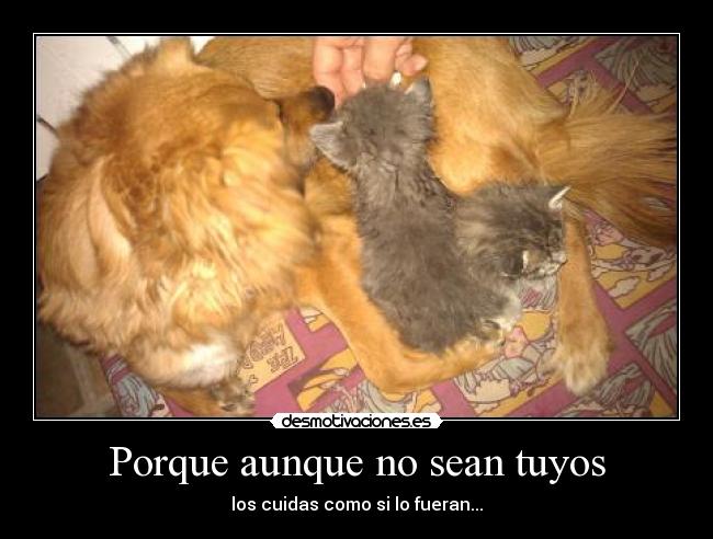 Porque aunque no sean tuyos - los cuidas como si lo fueran...