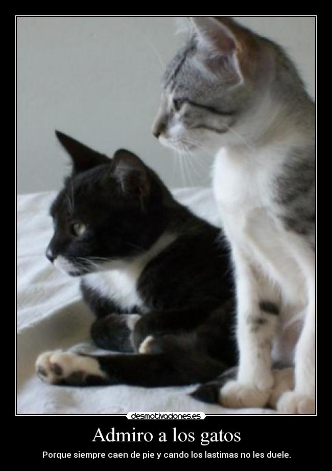 carteles gatos admiro los gatos mimo14myc jared desmotivaciones
