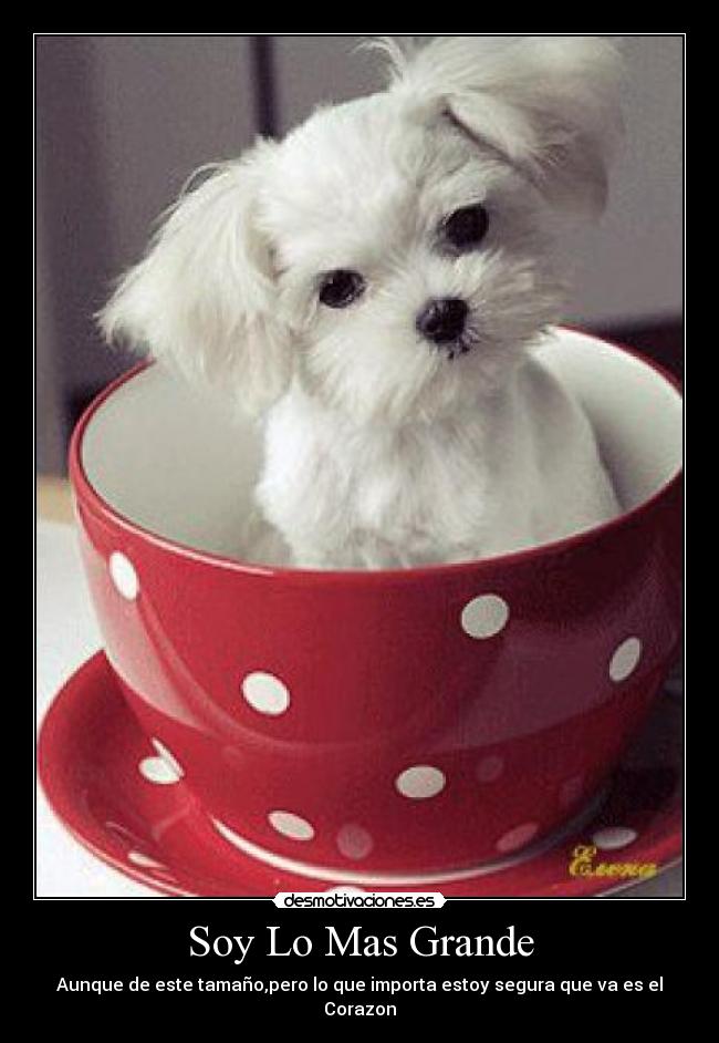 Soy Lo Mas Grande - 