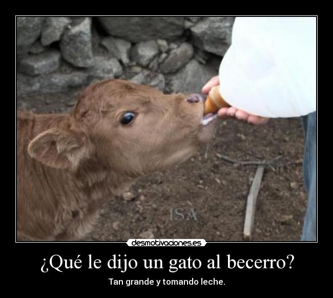 ¿Qué le dijo un gato al becerro? - Tan grande y tomando leche.
