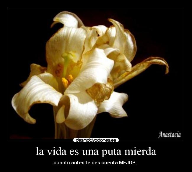 la vida es una puta mierda - cuanto antes te des cuenta MEJOR...