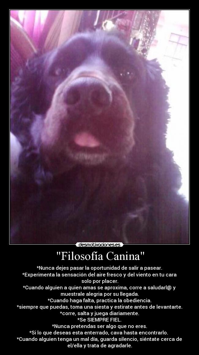 carteles filosofia wapipoyo herrera desmotivaciones