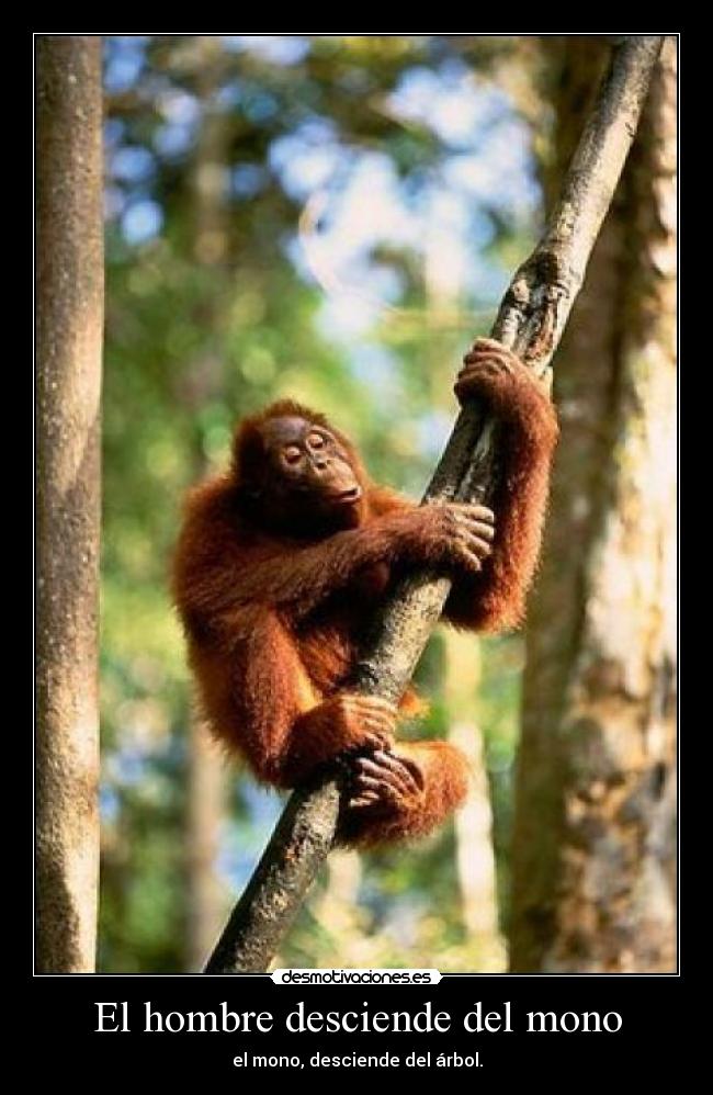 El hombre desciende del mono -