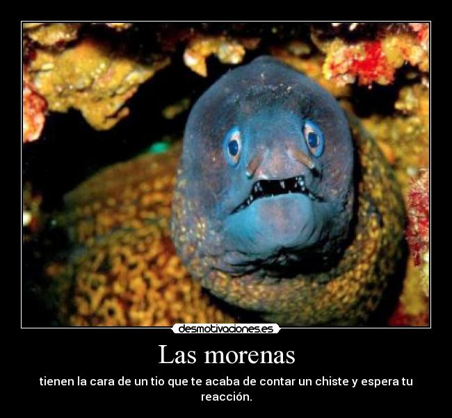 carteles morenas chiste desmotivaciones