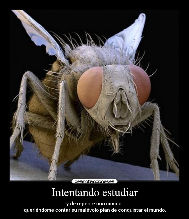 Intentando estudiar -