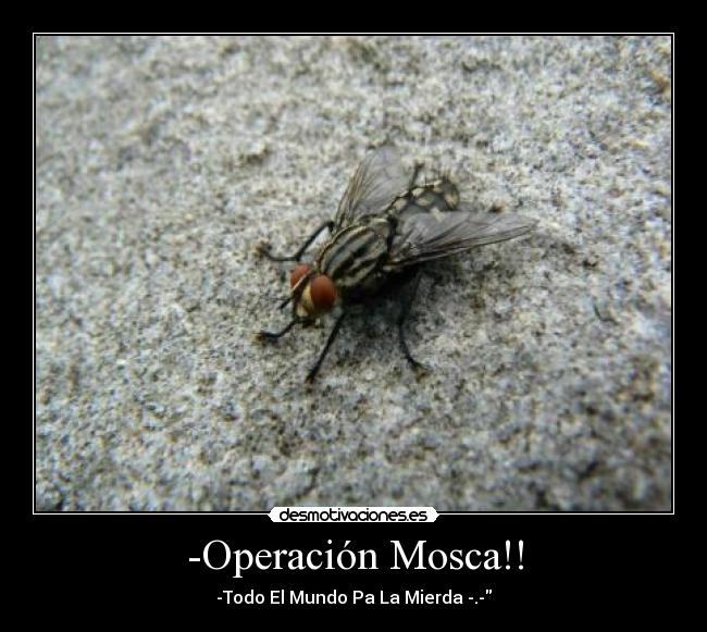 -Operación Mosca!! - -Todo El Mundo Pa La Mierda -.-