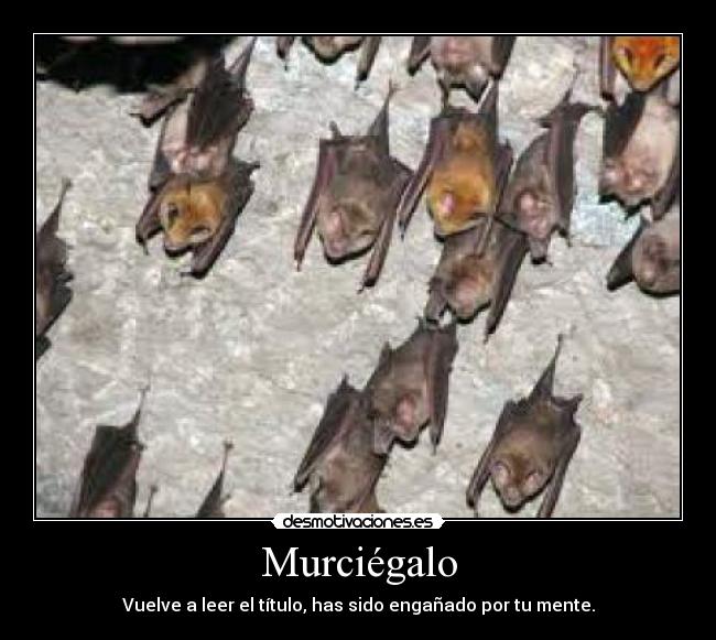 Murciégalo - Vuelve a leer el título, has sido engañado por tu mente.