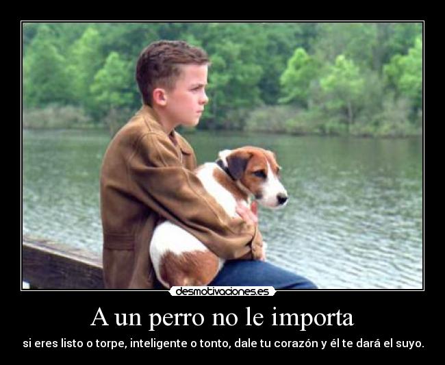 A un perro no le importa - si eres listo o torpe, inteligente o tonto, dale tu corazón y él te dará el suyo.
