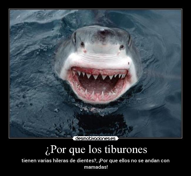 ¿Por que los tiburones -