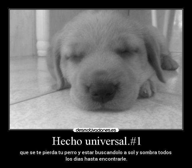 Hecho universal.#1 - que se te pierda tu perro y estar buscandolo a sol y sombra todos
los dias hasta encontrarle.