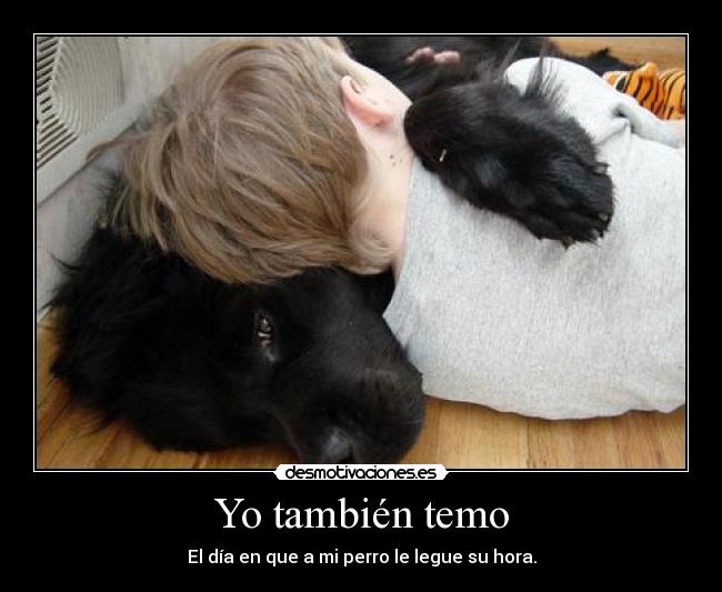 carteles perro muerte desmotivaciones