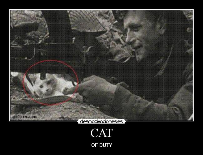 CAT - OF DUTY