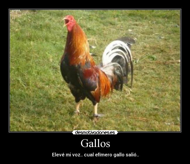 Gallos - 