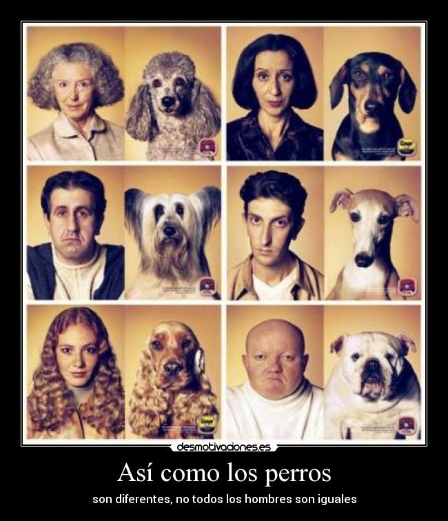 Así como los perros - 