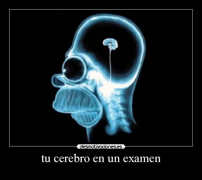 tu cerebro en un examen -