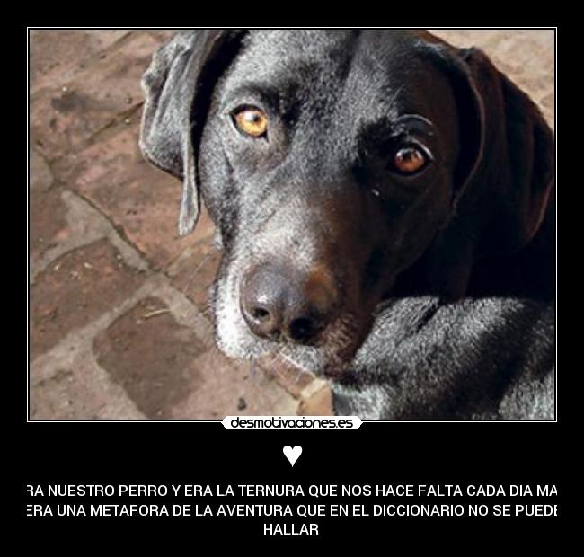 ♥ - ERA NUESTRO PERRO Y ERA LA TERNURA QUE NOS HACE FALTA CADA DIA MAS,
ERA UNA METAFORA DE LA AVENTURA QUE EN EL DICCIONARIO NO SE PUEDE
HALLAR ♥