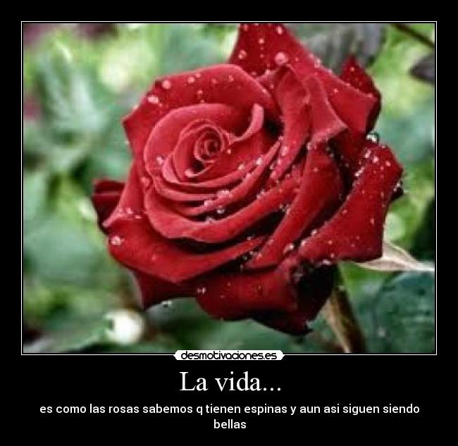 La vida... - es como las rosas sabemos q tienen espinas y aun asi siguen siendo bellas