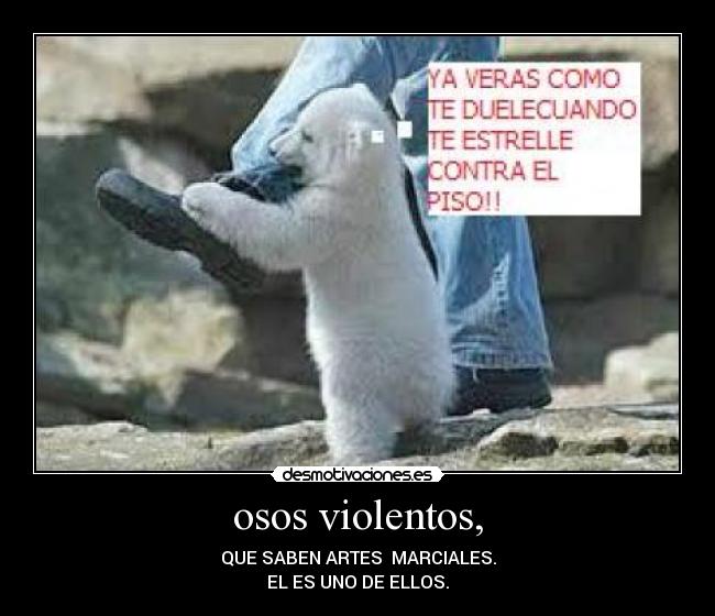 osos violentos, - 
