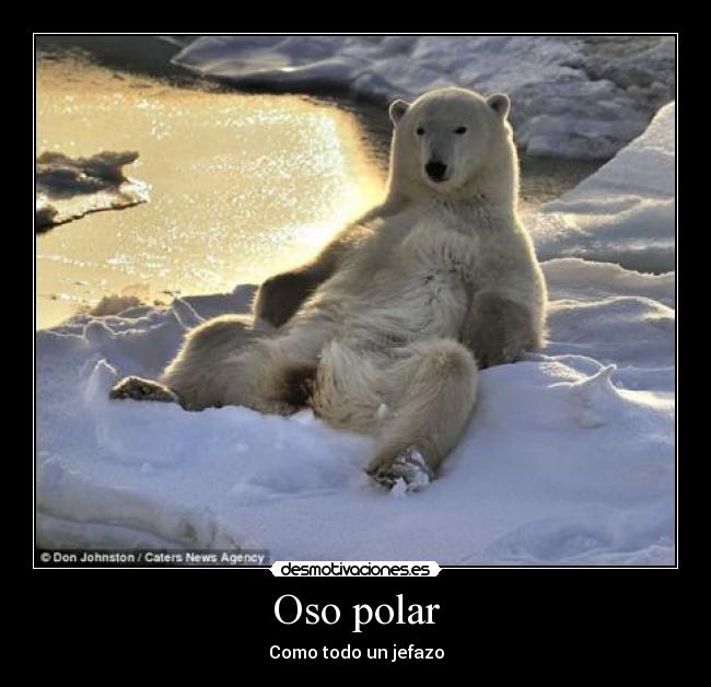 Oso polar - 