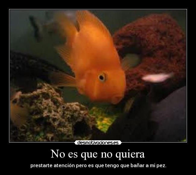 No es que no quiera - prestarte atención pero es que tengo que bañar a mi pez.