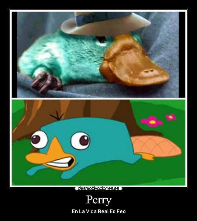 Perry - 