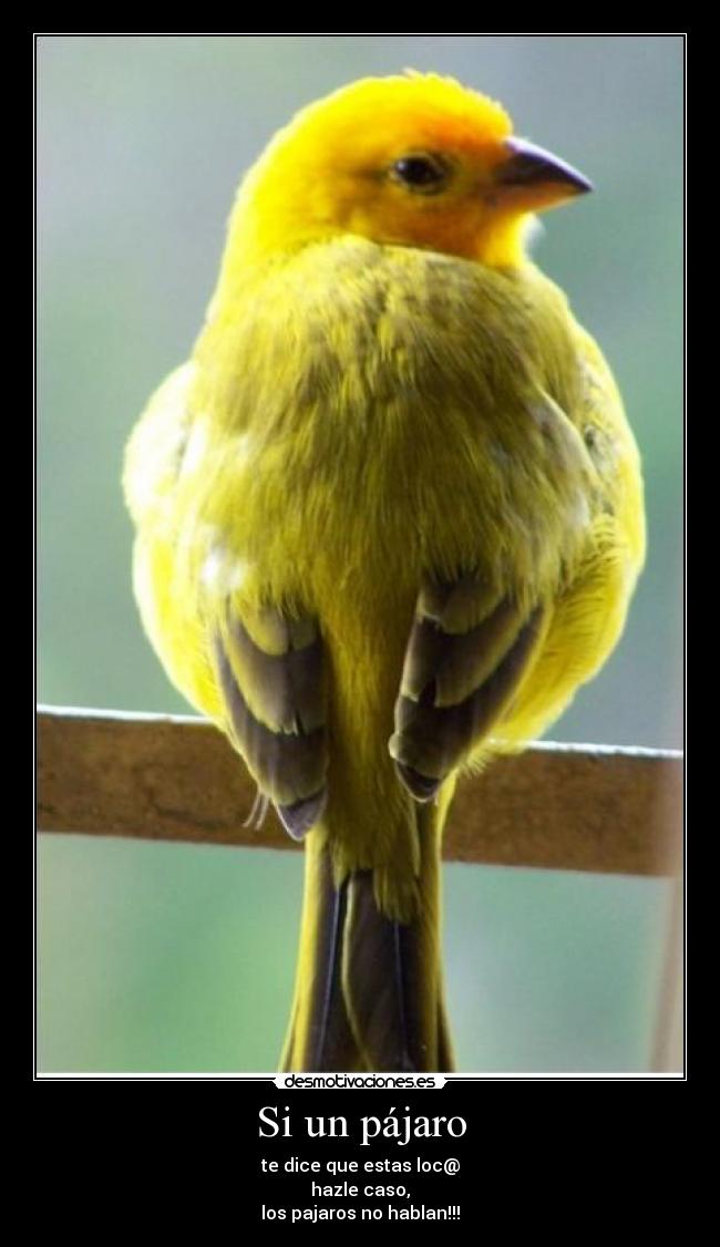 Si un pájaro - te dice que estas loc@
hazle caso,
los pajaros no hablan!!!