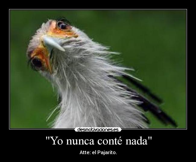 Yo nunca conté nada - Atte: el Pajarito.