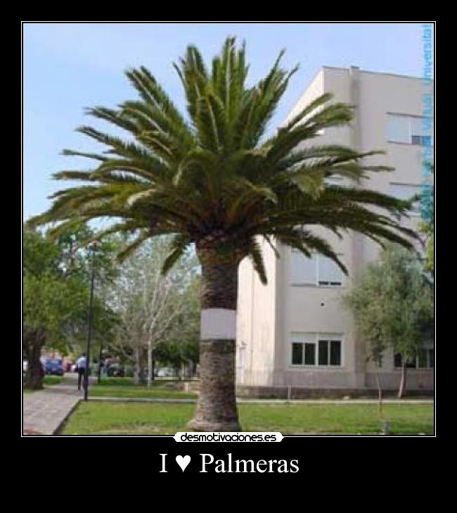 I ♥ Palmeras -