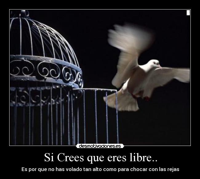 Si Crees que eres libre.. - Es por que no has volado tan alto como para chocar con las rejas