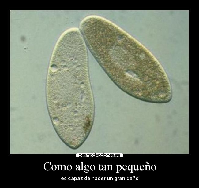 Como algo tan pequeño - 