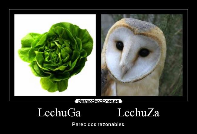 LechuGa            LechuZa - 