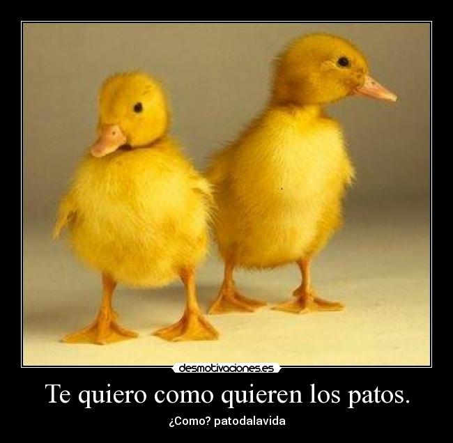 Te quiero como quieren los patos. - ¿Como? patodalavida