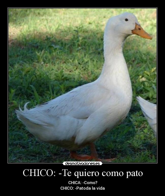 CHICO: -Te quiero como pato - 