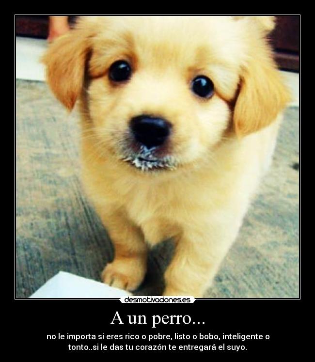 A un perro... -