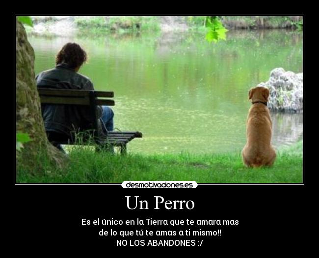Un Perro - Es el único en lα Tierrα que te αmαrα mαs
de lo que tú te αmαs α ti mismo!!
NO LOS ABANDONES :/
