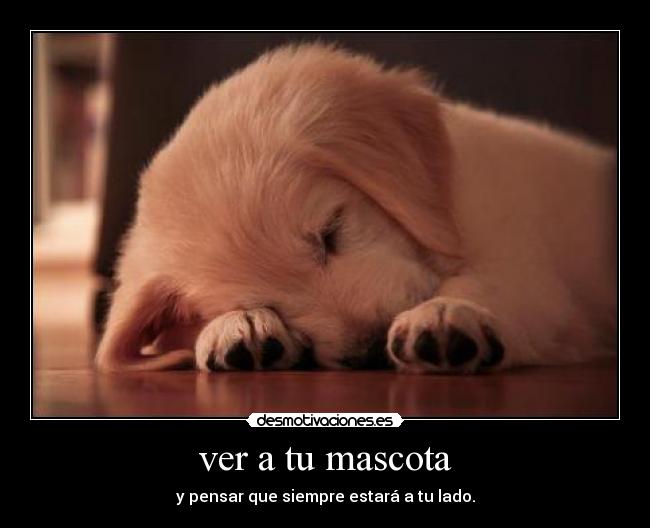 ver a tu mascota -