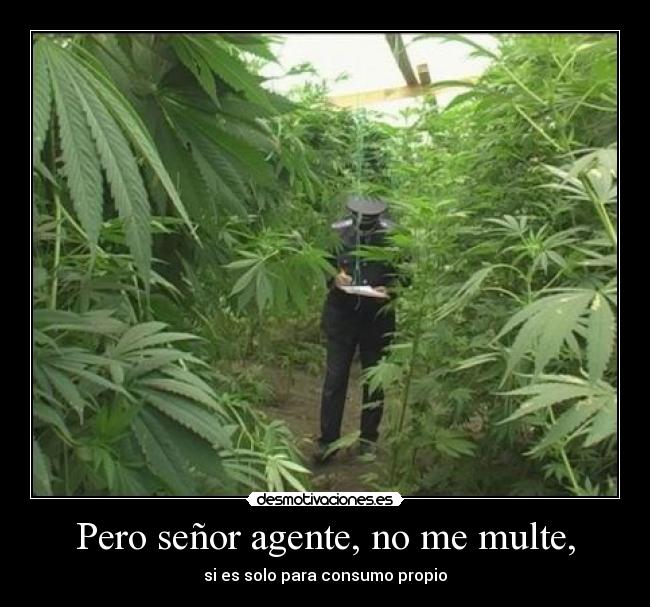 Pero señor agente, no me multe, - 