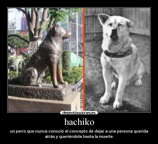 hachiko - 