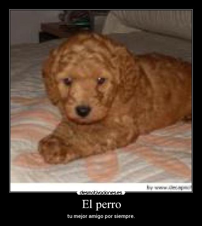 El perro - tu mejor amigo por siempre.