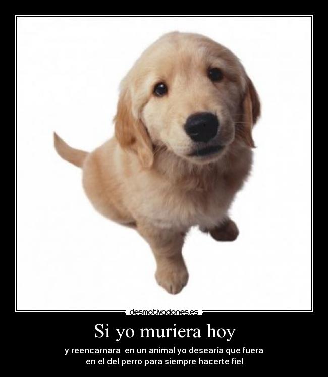 Si yo muriera hoy - y reencarnara  en un animal yo desearía que fuera
en el del perro para siempre hacerte fiel