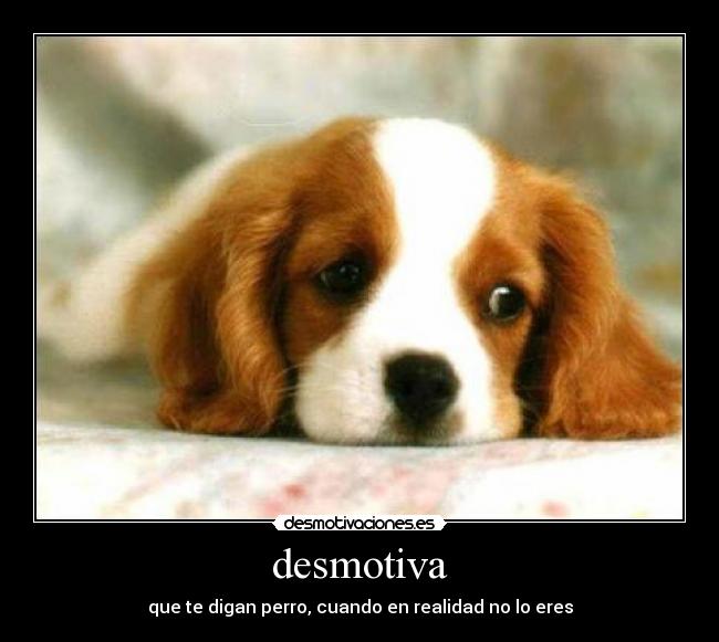 desmotiva - que te digan perro, cuando en realidad no lo eres