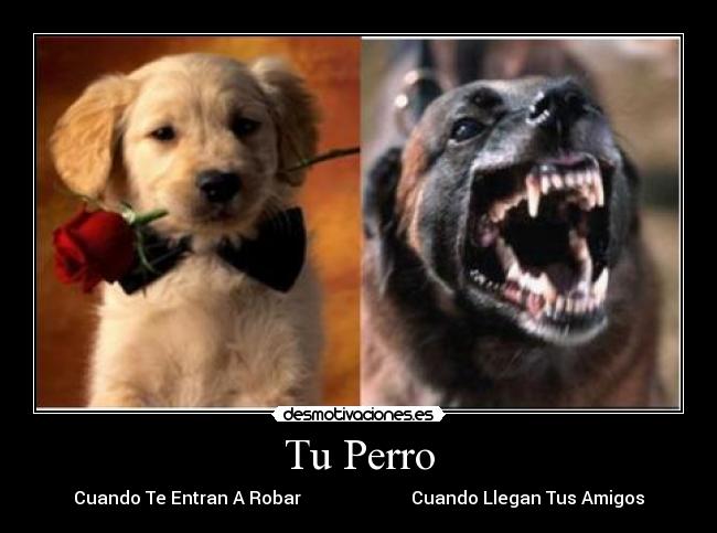 Tu Perro -