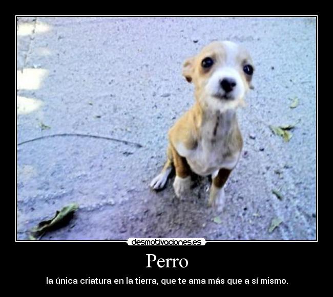 Perro - la única criatura en la tierra, que te ama más que a sí mismo.