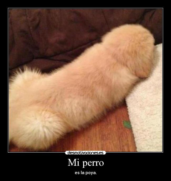 Mi perro - es la poya.