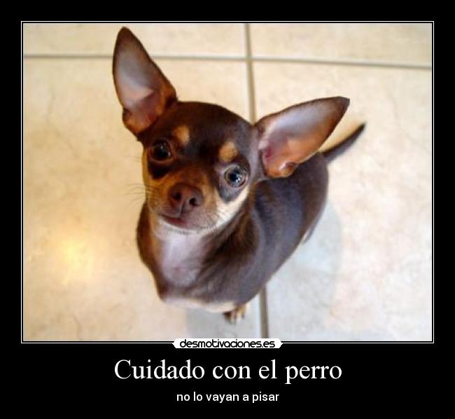 carteles perro chihuahua cuidado pisar desmotivaciones