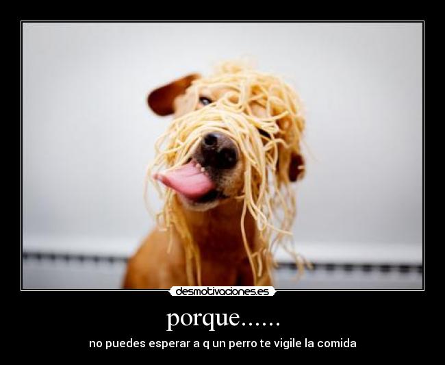 porque...... - no puedes esperar a q un perro te vigile la comida