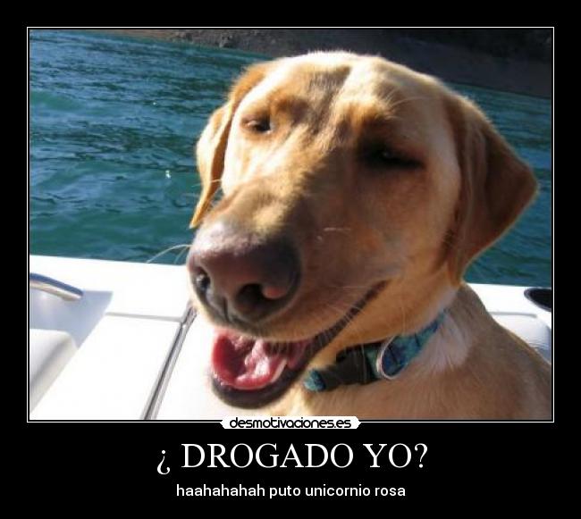 ¿ DROGADO YO? - haahahahah puto unicornio rosa