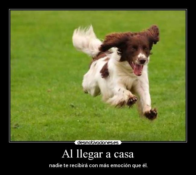 Al llegar a casa - nadie te recibirá con más emoción que él.